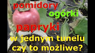 pomidory ogórki i papryki w jednym tunelu czy to możliwe [upl. by Ninnetta12]