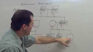 Autosomal Dominant Pedigree [upl. by Hettie]