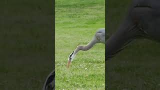 Great Blue Herons hunting gopher [upl. by Odell]