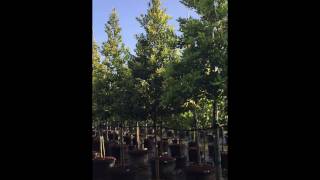 Calophyllum Brasiliensis  TreeWorld Wholesale [upl. by Fi]