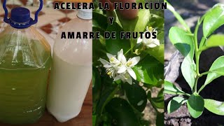 Acelara La FLORACIÓN de tus Árboles Frutales Con Este Abonó hecho en casa 100 ORGÁNICO [upl. by Nazler]