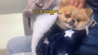 병원기록 4 강아지 슬개골탈구 수술feat 간수치 재검사 결과 Luxating patella in Dogs [upl. by Yrrem]