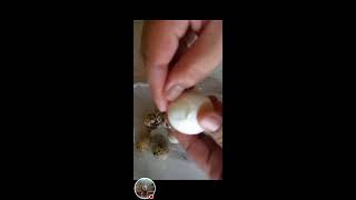 ASMR Cracking and peeling boiled eggquail egg🥚🥚🥚 [upl. by Uok]