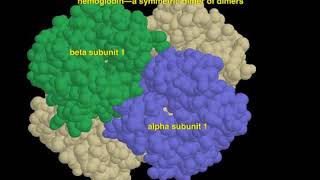 04 5 oligomeric proteins [upl. by Teraj]