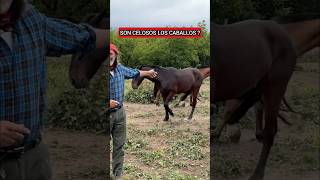 DESCUBRE PORQUE CUANDO DECIDIMOS QUE UN CABALLO NOS CELA ESTAMOS HACIENDO ANTROPOMORFISMO horse [upl. by Durward]