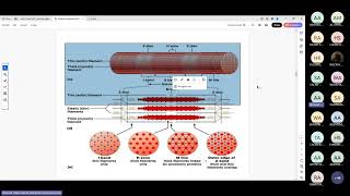 Excitationcontraction coupling By Dr Ahmed alssinnari [upl. by Cynarra]