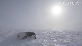 Emperor penguin chick dead on sea ice Atka Bay Antarctica August [upl. by Ralina109]