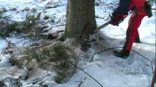 Husqvarna chainsaw cutting down a big tree 2013mpg [upl. by Ivory]