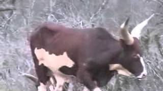 Ramcat Broadheads  Sams African Watusi Part 1 [upl. by Pinebrook722]