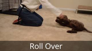 Chip 16WeekOld Lagotto Romagnolo Puppy Obedience Training [upl. by Ahern110]