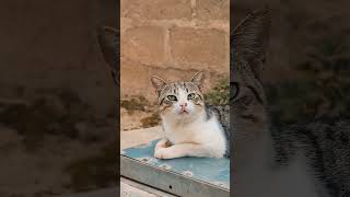 My unfriendly cat ChuChu pets pet catlover cats catvideos catshorts Chuchu [upl. by Lopez]