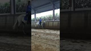 A short piece of todays training Tomorrow a full one ♡ Horse Equestrian dressage [upl. by Laynad]