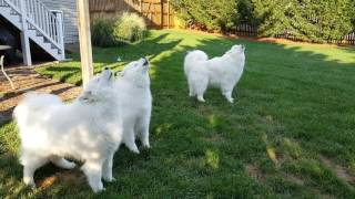 Singing Samoyeds A true Barbershop Quartet Biscotti joins in [upl. by Llemrej392]