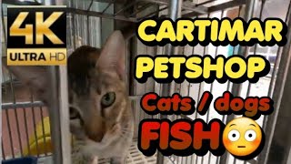 CARTIMAR PETSHOP MANILA PHILIPPINES CATS FOR SALE WBREED AND PRICE UPDATE [upl. by Langston198]