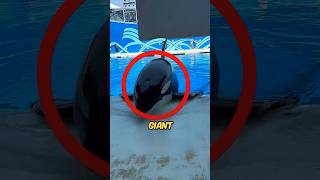 Giant Dolphin Surfaces At Water Park shortsvideo [upl. by Cheyney929]