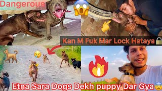 Dangerous Apbt Dog Ghar Aya Kan M Fuk Mar Lock Hataya😱 Etna Sara Dogs Dekh Puppy Dar Gya😨 [upl. by Tull219]