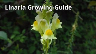 Linaria Growing Guide [upl. by Thissa]