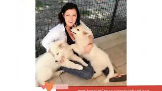 Berger Blanc Suisse  vom hundhaus www bergerblancsuisseshepherd com [upl. by Nylauqcaj]