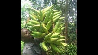 comment débuter sa plantation de banane plantain [upl. by Nelyag605]