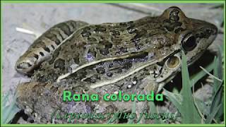 Rana colorada Leptodactylus fuscus IntroBio UNSa [upl. by Yumuk]