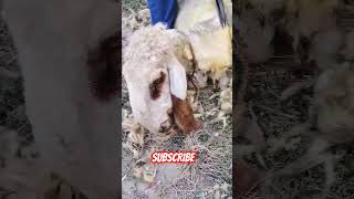 Sheep grooming viral trending shorts [upl. by Annawot350]