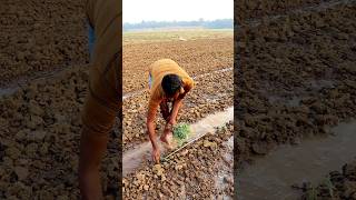 Planting Tomato Seedling shorts [upl. by Eineeuq]