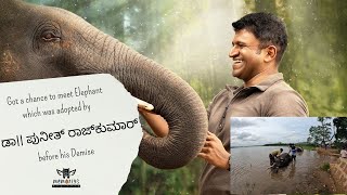 quotPuneeth Rajkumar The Elephantquot  Sakrebyle Elephant Camp  Vj Vickey  vlog puneethrajkumar [upl. by Hilaire]