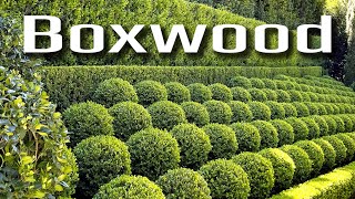 Boxwood hedge design ideas and pruning tips [upl. by Cutlerr643]