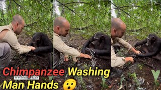 Chimpanzee washes photographers hands after drinking water [upl. by Dorwin]