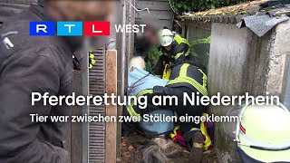 Pferderettung am Niederrhein Tier war zwischen zwei Ställen eingeklemmt  RTL WEST 13112024 [upl. by Nairrad]