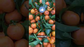 Pourquoi les oranges sanguines sont rouges à lintérieur  shorts [upl. by Acirretahs]