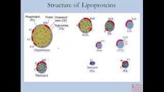 Lipids and Lipoproteins  Part 1 [upl. by Schilt]