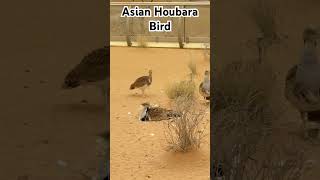 Asian houbara birdwild life dubaitouristattractions zoo desert birds videoviral [upl. by Ilzel65]