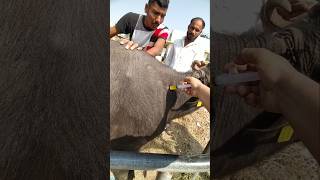 Vitamin injection in Buffalo animals shorts buffalo [upl. by Refeinnej]