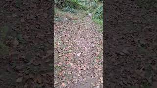 Mogli von die weiße Socke 🐶 🐾 🧦 auf seinem herbstlichen Spaziergang mit Fraulinchen 🌲🏃‍♂️🌲🐕🌳🍀 [upl. by Faxen]