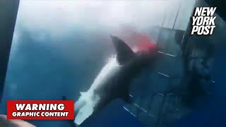 Shark beats itself to death against divers’ metal cage in bloody caughtonvideo frenzy [upl. by Zerlina]