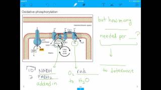 MCAT Question Cellular Respiration [upl. by Ytsirt]