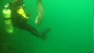 7 Gill Shark Sunday Cove Breaksea Sound Fiordland 18 Dec 2012 [upl. by Nylear442]