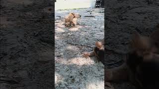 Labradoodles puppy play time [upl. by Yuji]