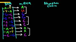 DNA to mRNA to Polypeptide [upl. by Felice]