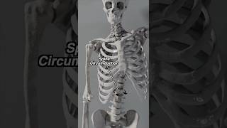 Spine Gyration  Circumduction in Motion anatomy spine [upl. by Carr]