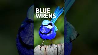 Australias Electric Blue Wrens Natures Tiny Supermodels [upl. by Justinian52]