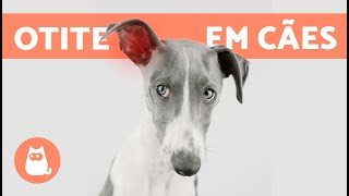 5 REMÉDIOS CASEIROS PARA OTITE EM CÃES 🐶✅ Como limpar as orelhas [upl. by Sherburn]