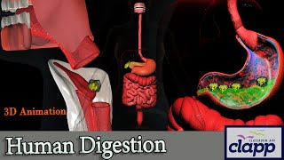 Human Digestive System A quick guide 3D Animation [upl. by Tamra]