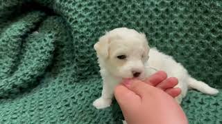 Adorable Bichon Frise Puppy Eliot [upl. by Sweatt]