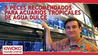 5 PECES TROPICALES de agua dulce para ACUARIO 🐠👆 [upl. by Aelhsa]