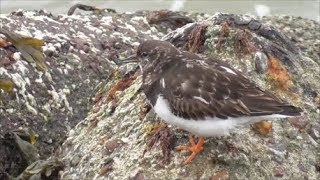 Ruddy Turnstones foraging [upl. by Aliehs]