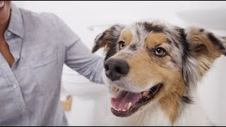 How to Brush a Dog’s Teeth amp Why Dog Dental Care is Important  Petco [upl. by Suiramad]