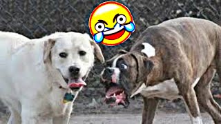 🤣 Videos te harán Orinar de la RISA GARANTIZADO 🐶🐱 Perros y Gatos para Alegrar tu Día [upl. by Connel667]