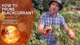 How to prune blackcurrants  Growing fruit and vegies  Gardening Australia [upl. by Nnaillek457]